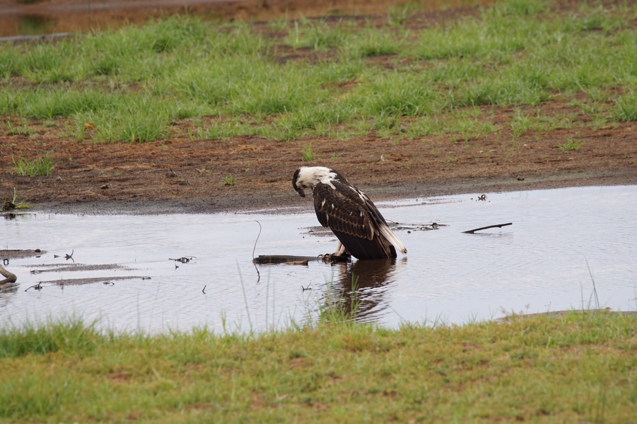 African fish eagle standing at the edge of a shallow pool in Ruaha National Park