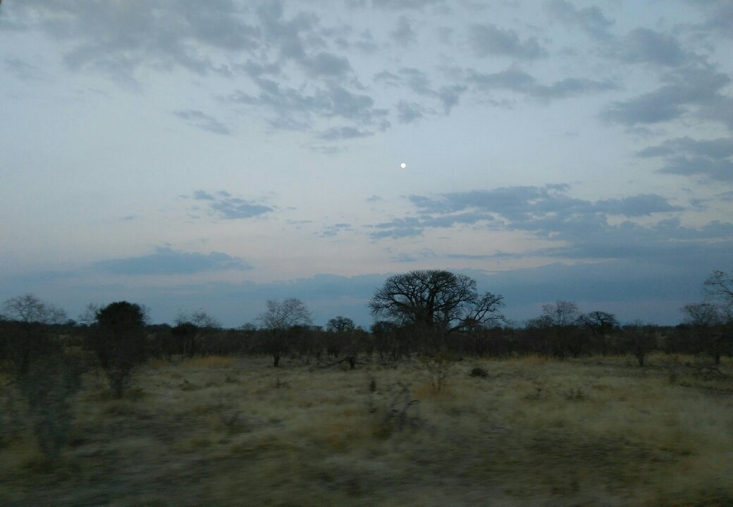 A baobab in black silhouette against a fading orange sky with the moon already risen behind it
