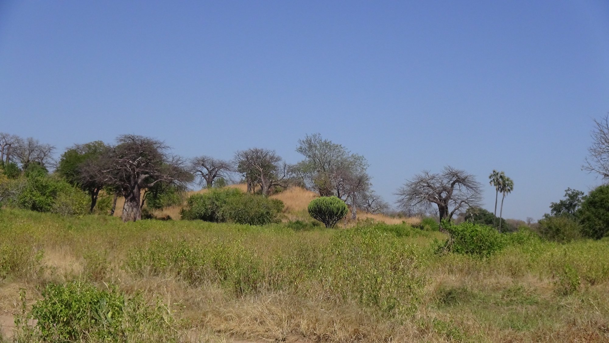 Baobabs and tall candelabra euphorbia growing together on a green rocky hillside