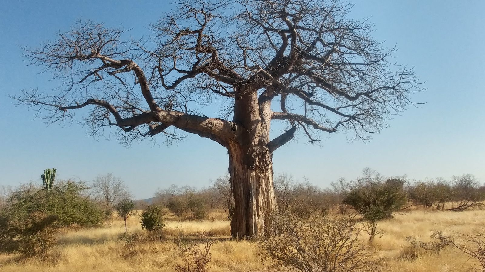 Bare baobab standing alone in golden dry-season grassland