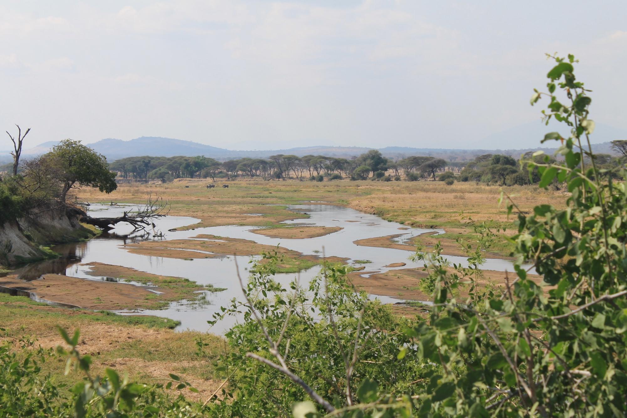 The Great Ruaha River braided into several channels around pale sandbanks, with hazy hills on the horizon