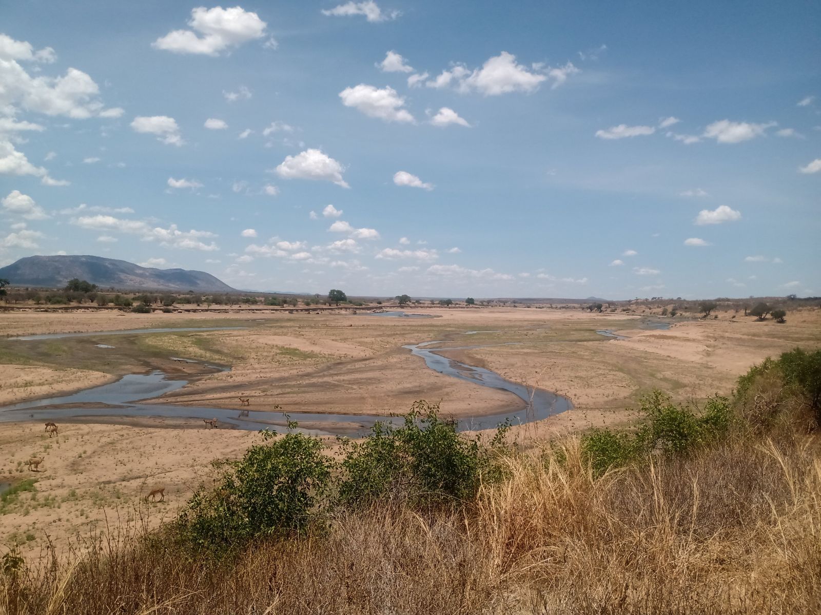 Braided sand river with impala grazing below a hill in Ruaha National Park