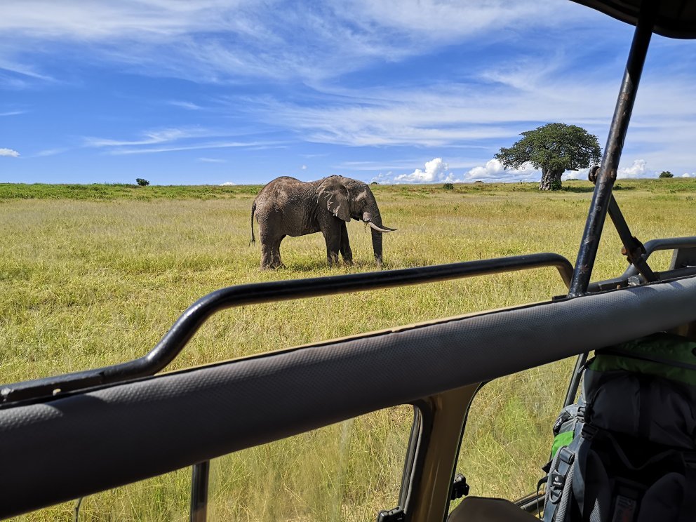 Elephant and a distant baobab seen over the side of a safari vehicle, Ruaha National Park