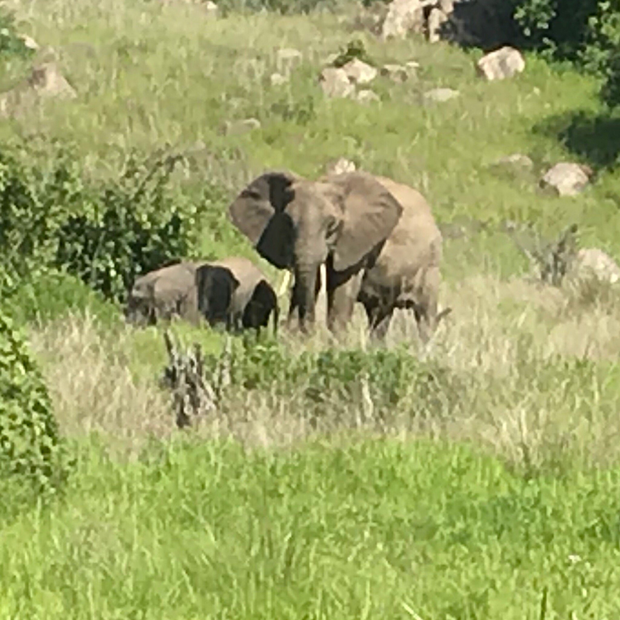 Elephant family grazing below a rocky hillside in Ruaha National Park