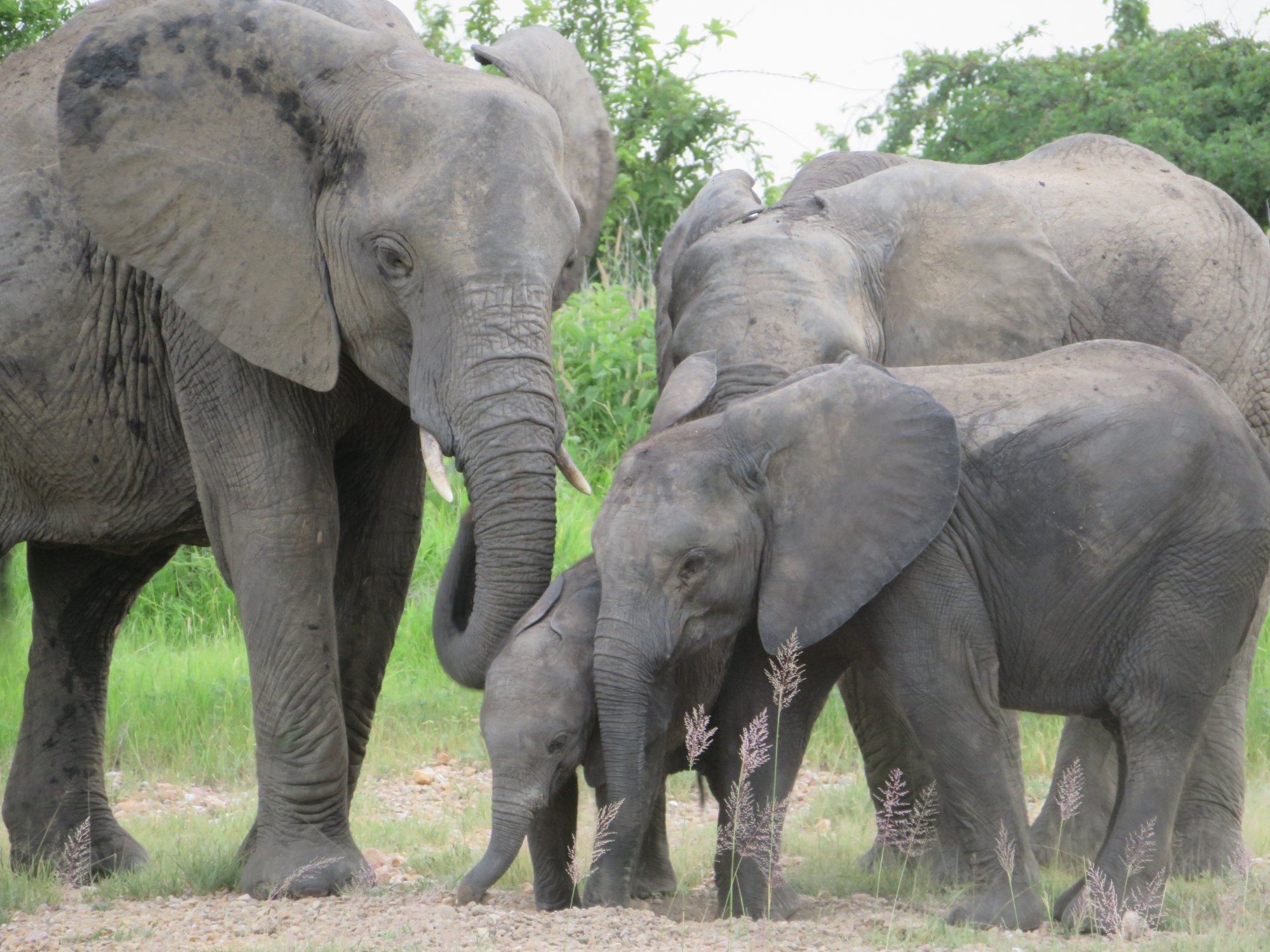 Elephant family with two small calves walking over gravel in Ruaha National Park
