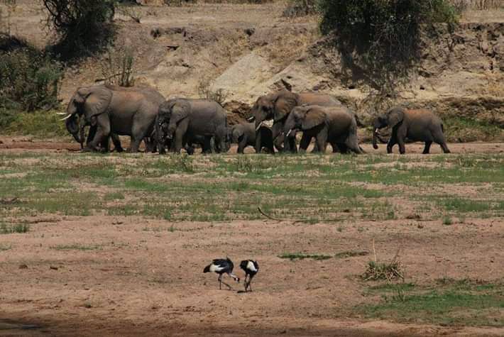 Elephant herd in the distance with two black and white storks in the foreground, Ruaha National Park