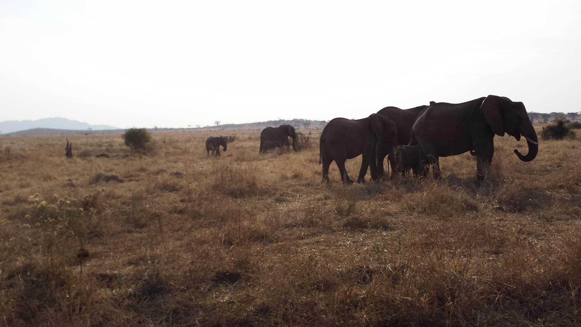 An elephant herd walking across a hazy golden grass plain in Ruaha