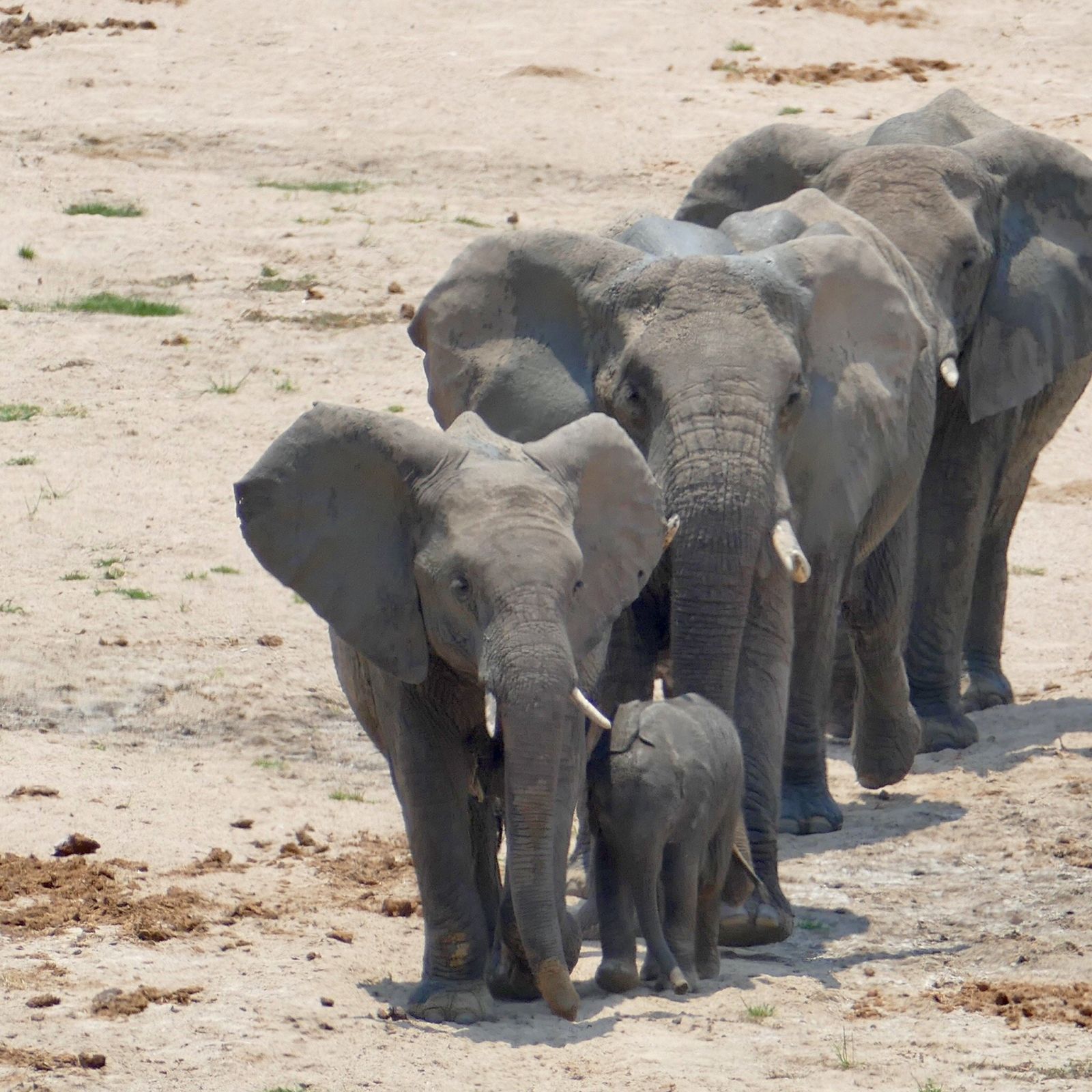 An elephant herd with a calf crossing a dry sand riverbed in Ruaha National Park