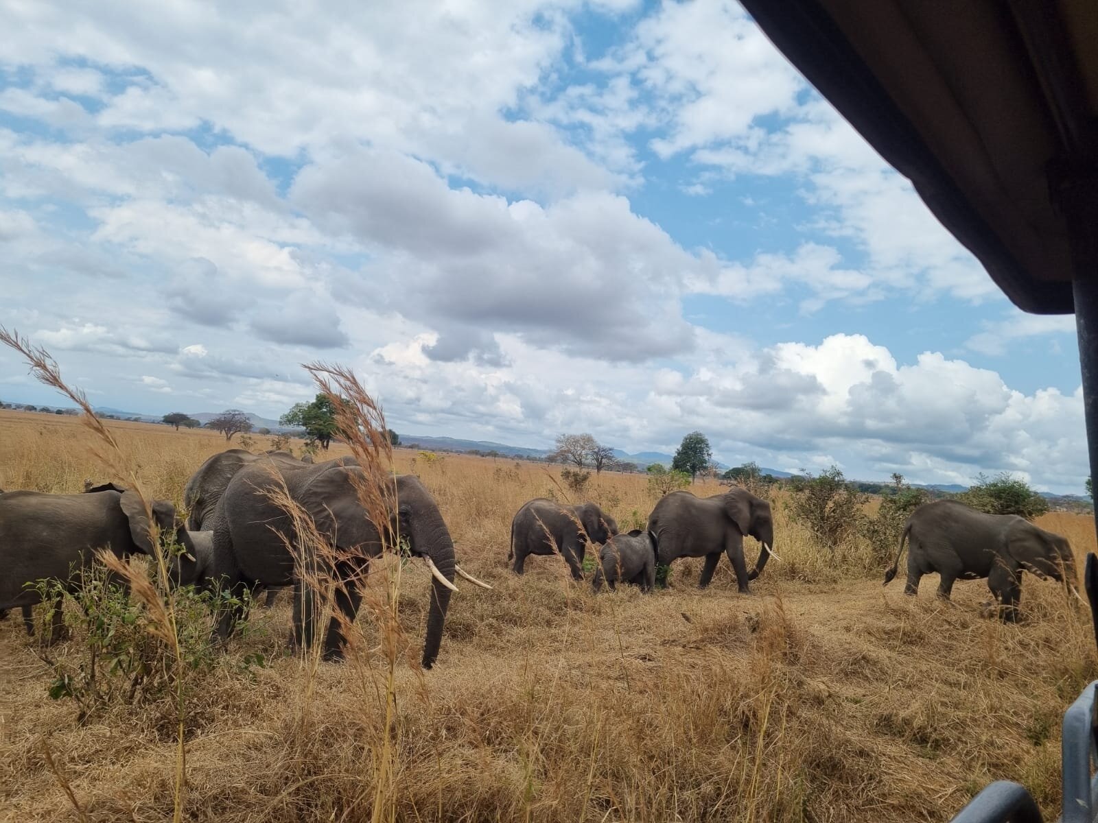 Elephant herd with calves feeding in golden dry season grass, Ruaha National Park