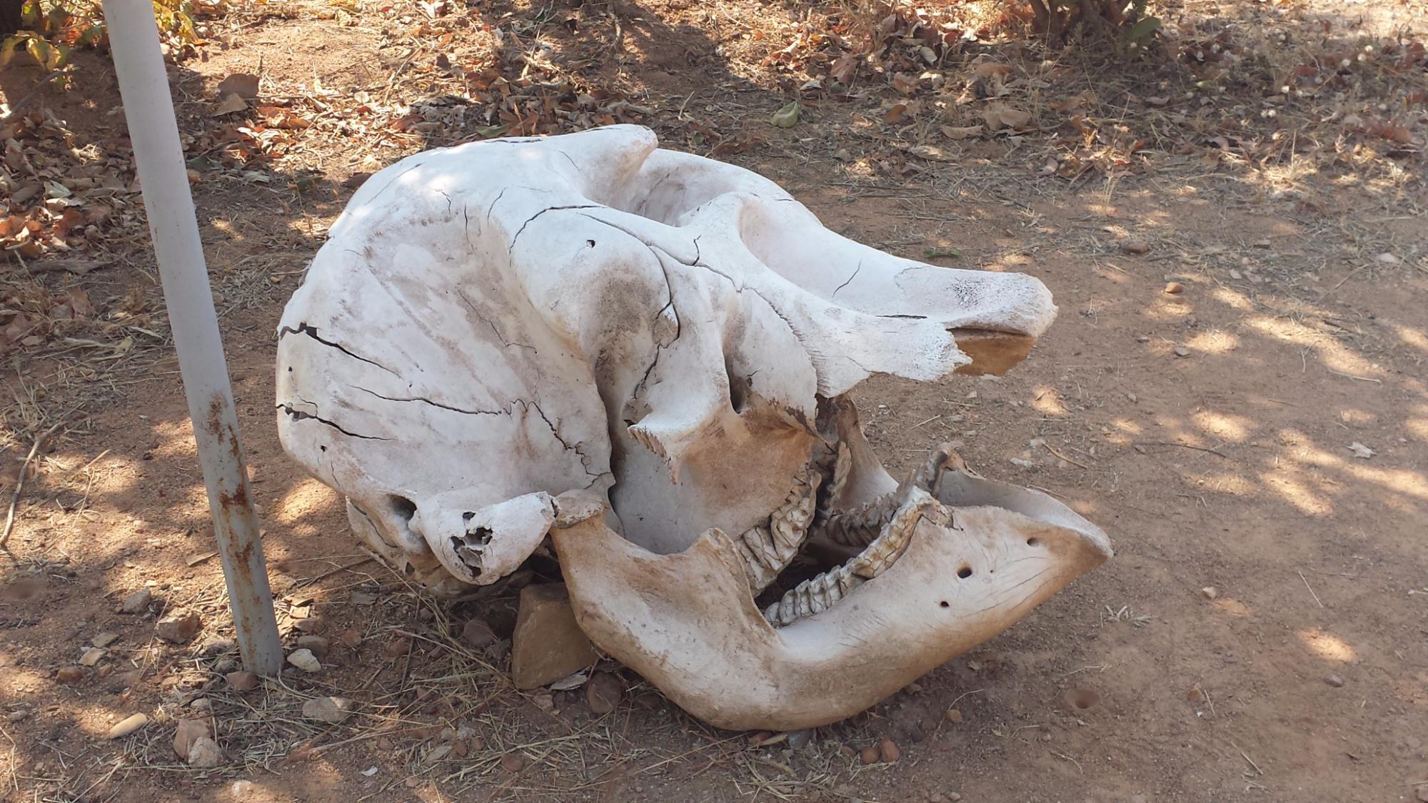 A weathered elephant skull and jawbone laid out on bare ground beside a metal pole