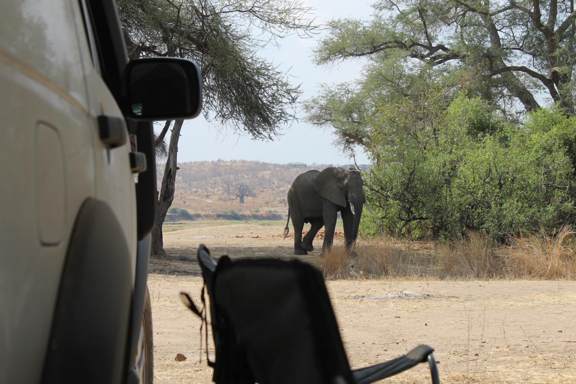 Elephant walking past a parked open safari vehicle