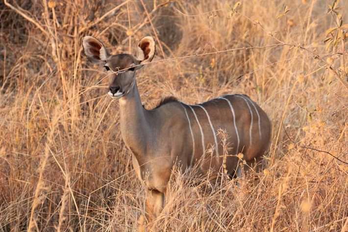 A female greater kudu standing in tall golden grass in Ruaha National Park