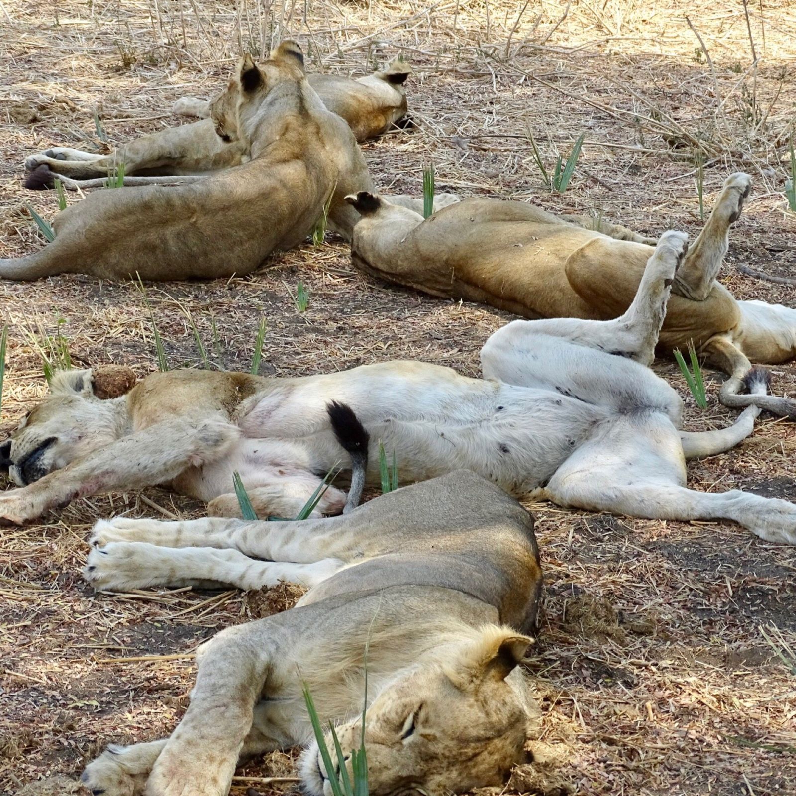 Five lions sprawled asleep in patchy shade