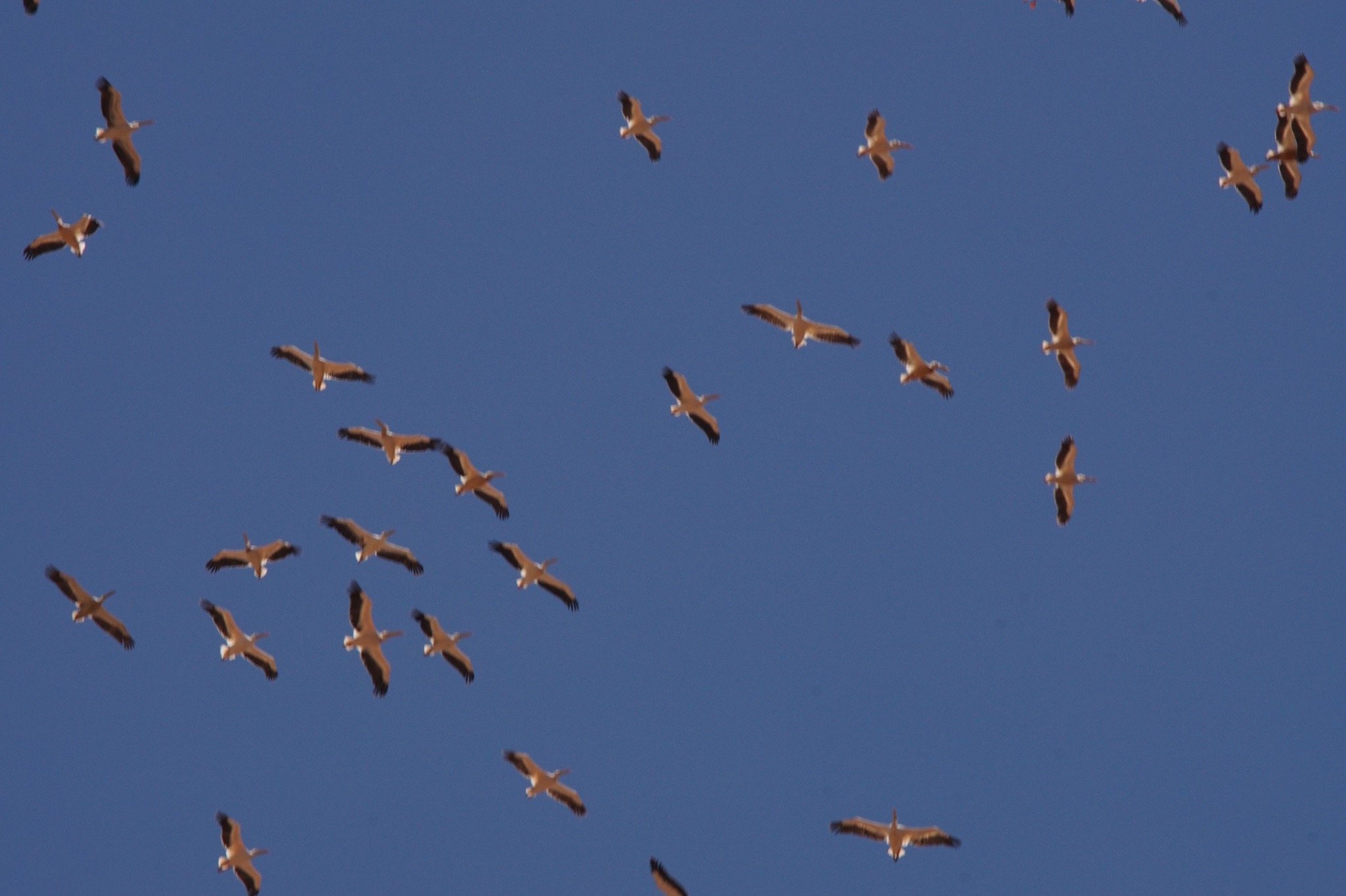 A loose flock of great white pelicans circling high overhead against a pale sky