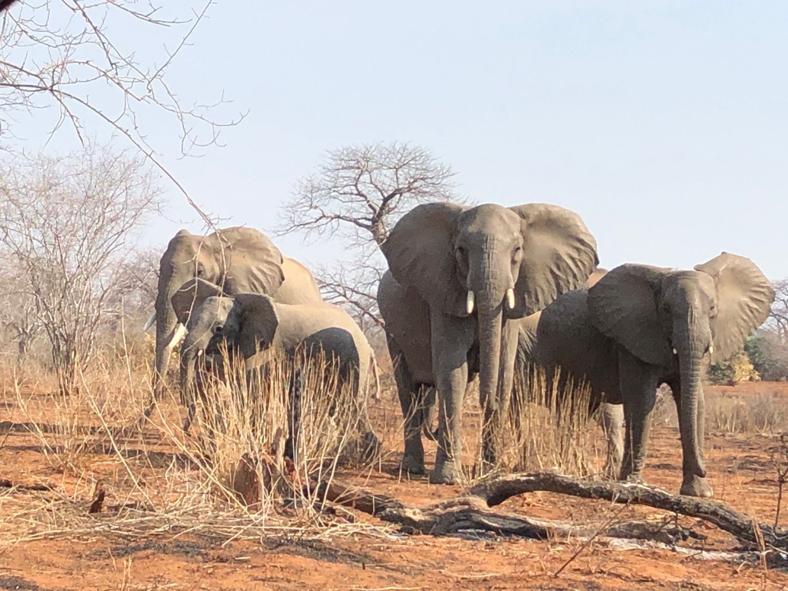 Four elephants standing on red soil in dry bush in Ruaha National Park