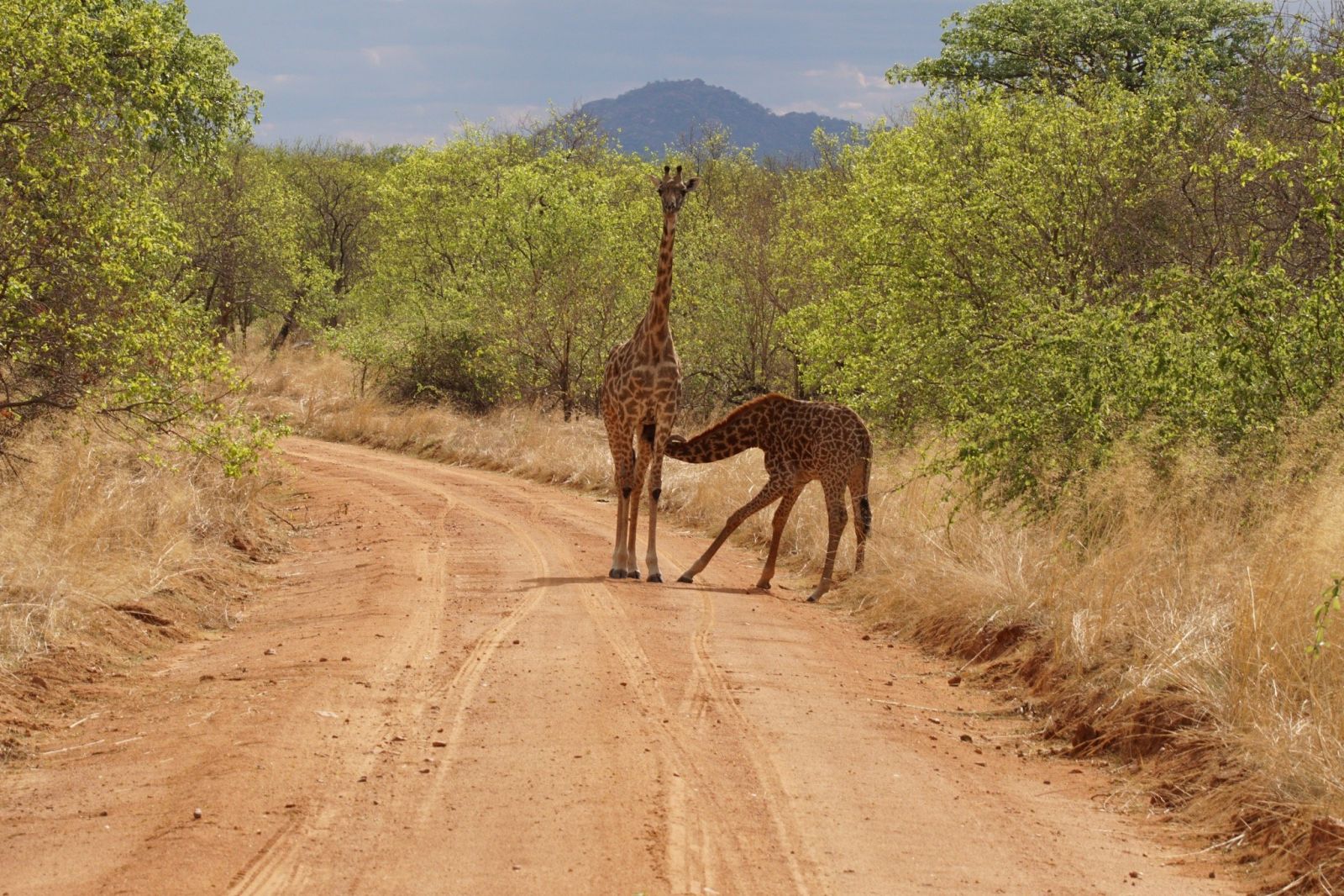 Giraffe and calf standing on a red dirt road