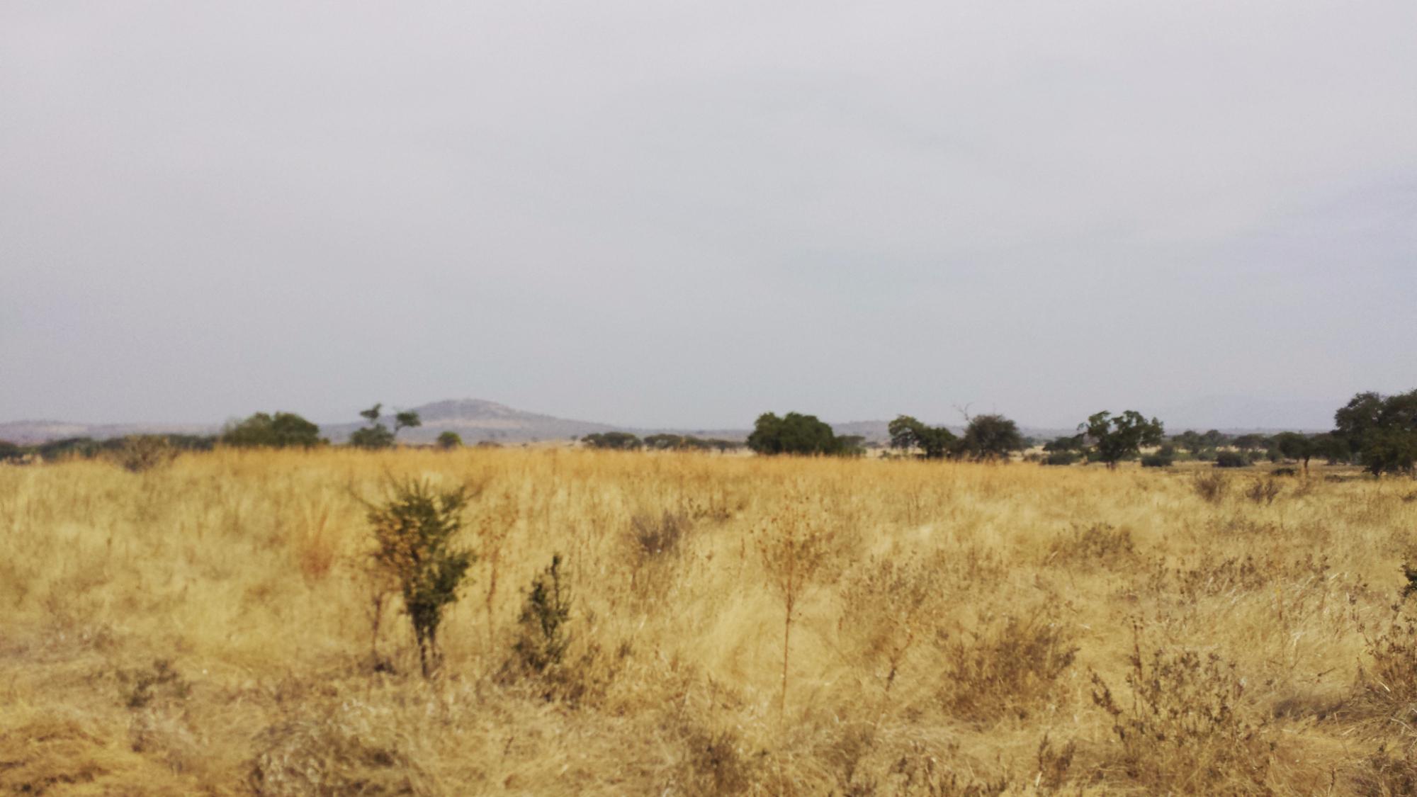 Hazy golden grassland running back to distant hills