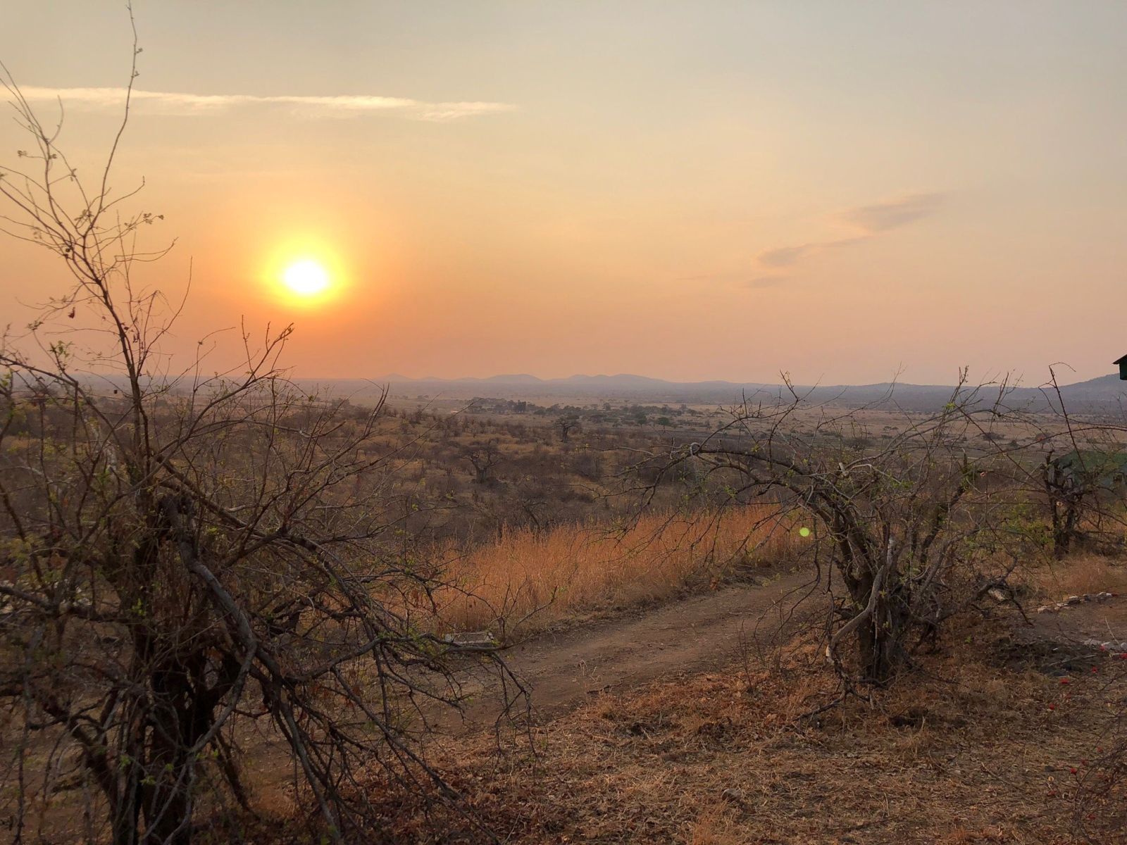 Hazy sunset light spread across baobab plains, seen from a track in Ruaha