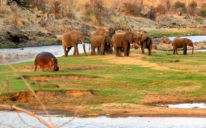 A hippo and a group of elephants on a green riverbank in Ruaha