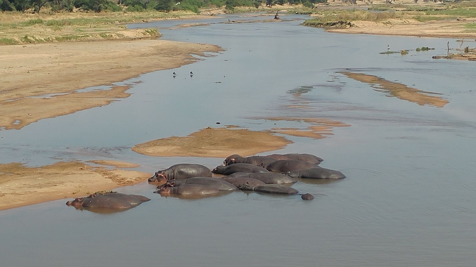A pod of hippos lying together on a sandbank at the edge of the river