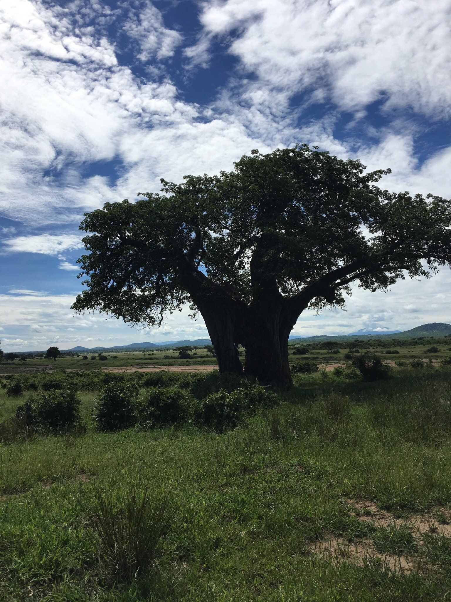 Huge baobab in full leaf under a cloudy blue sky in Ruaha National Park