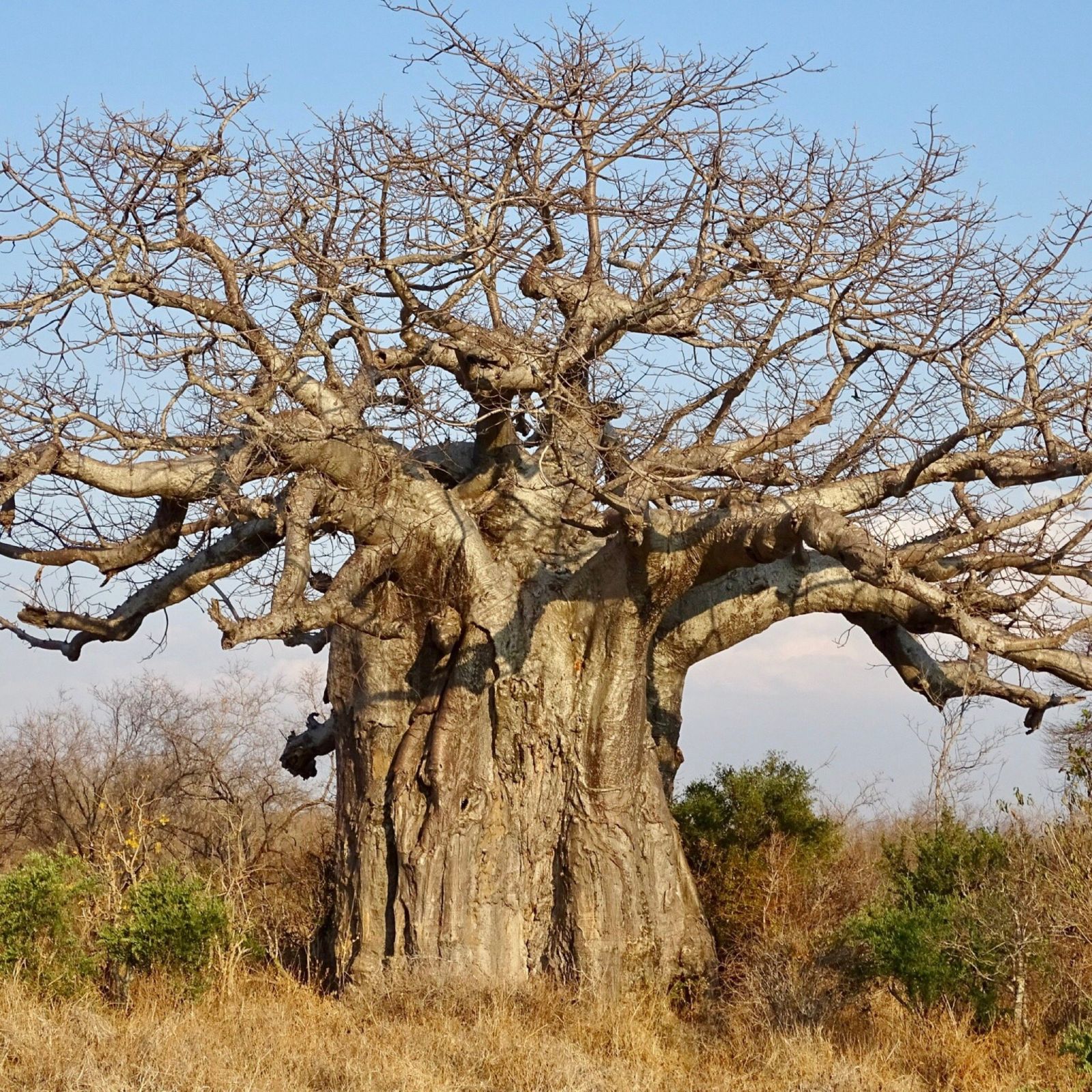 An enormous leafless baobab with a swollen trunk standing against a cloudless blue sky