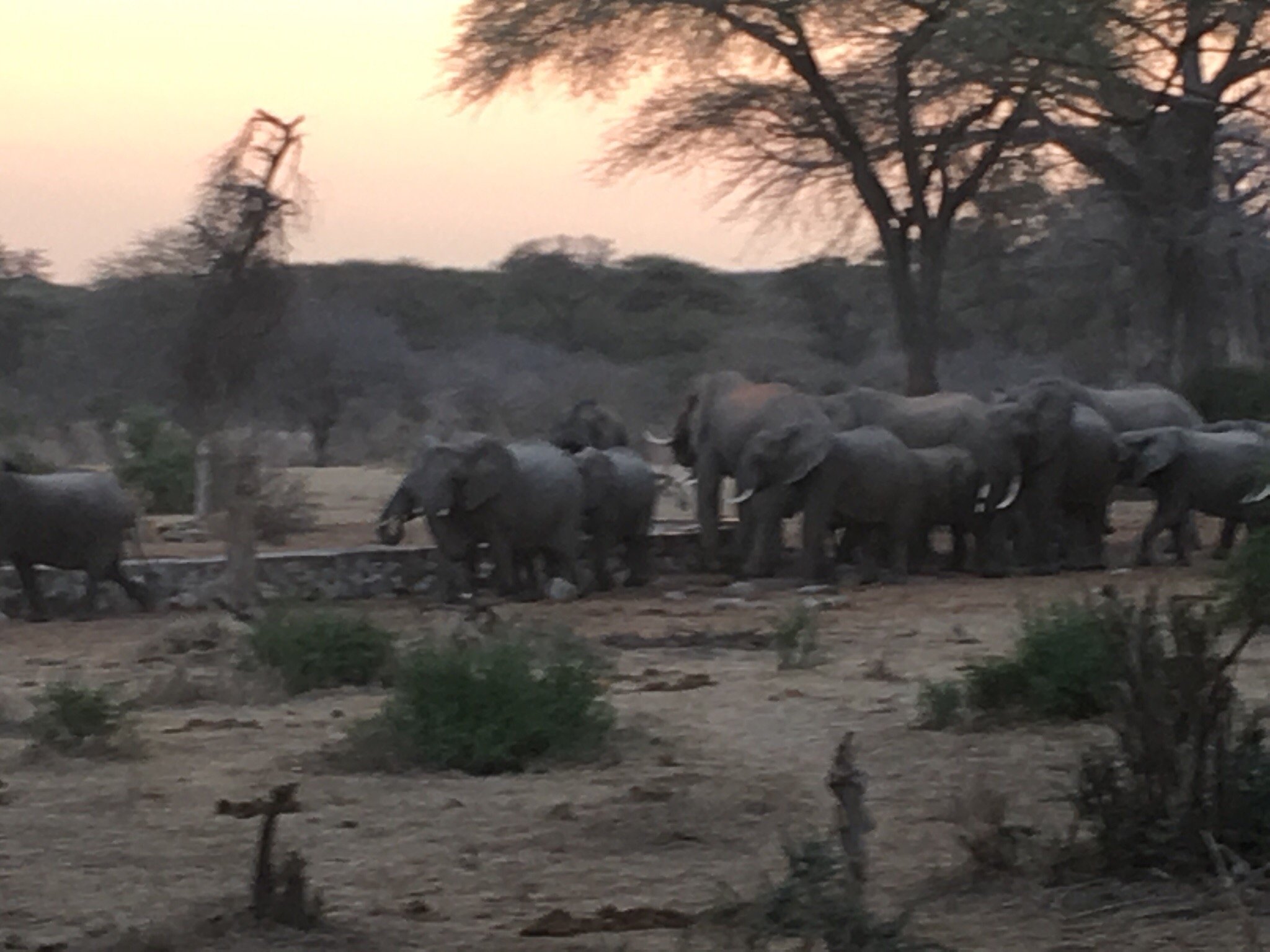 A large elephant herd drinking at a stone-walled waterhole as the light fades at dusk, Ruaha National Park