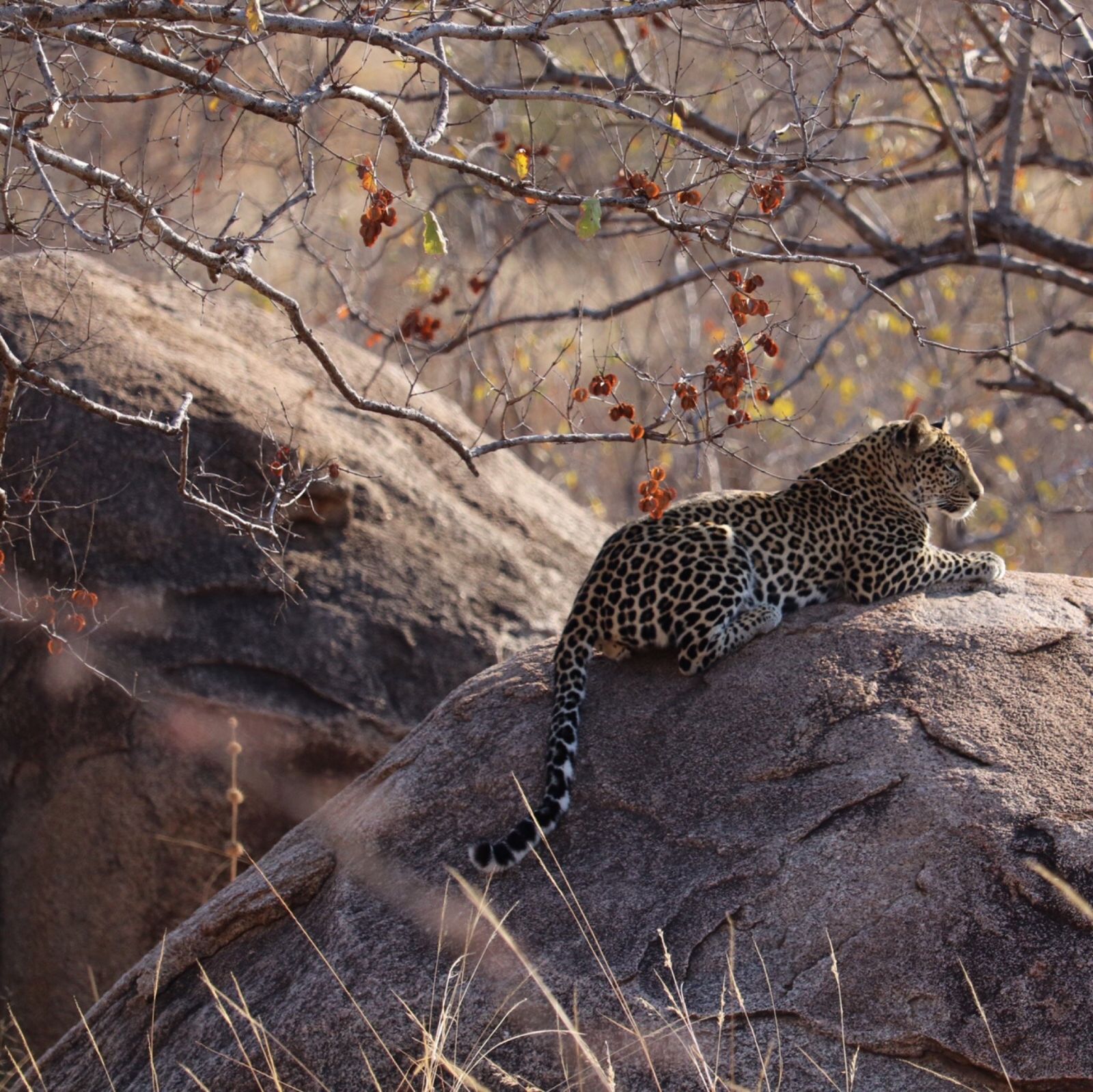 A leopard lying flat along the top of a rocky outcrop in low evening light