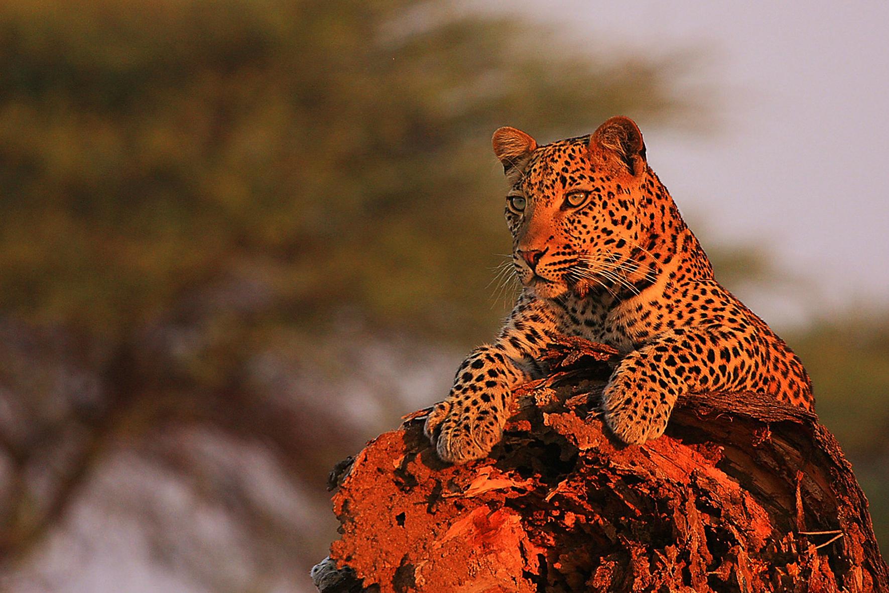 A leopard lying on a tree stump in red sunset light, Ruaha National Park