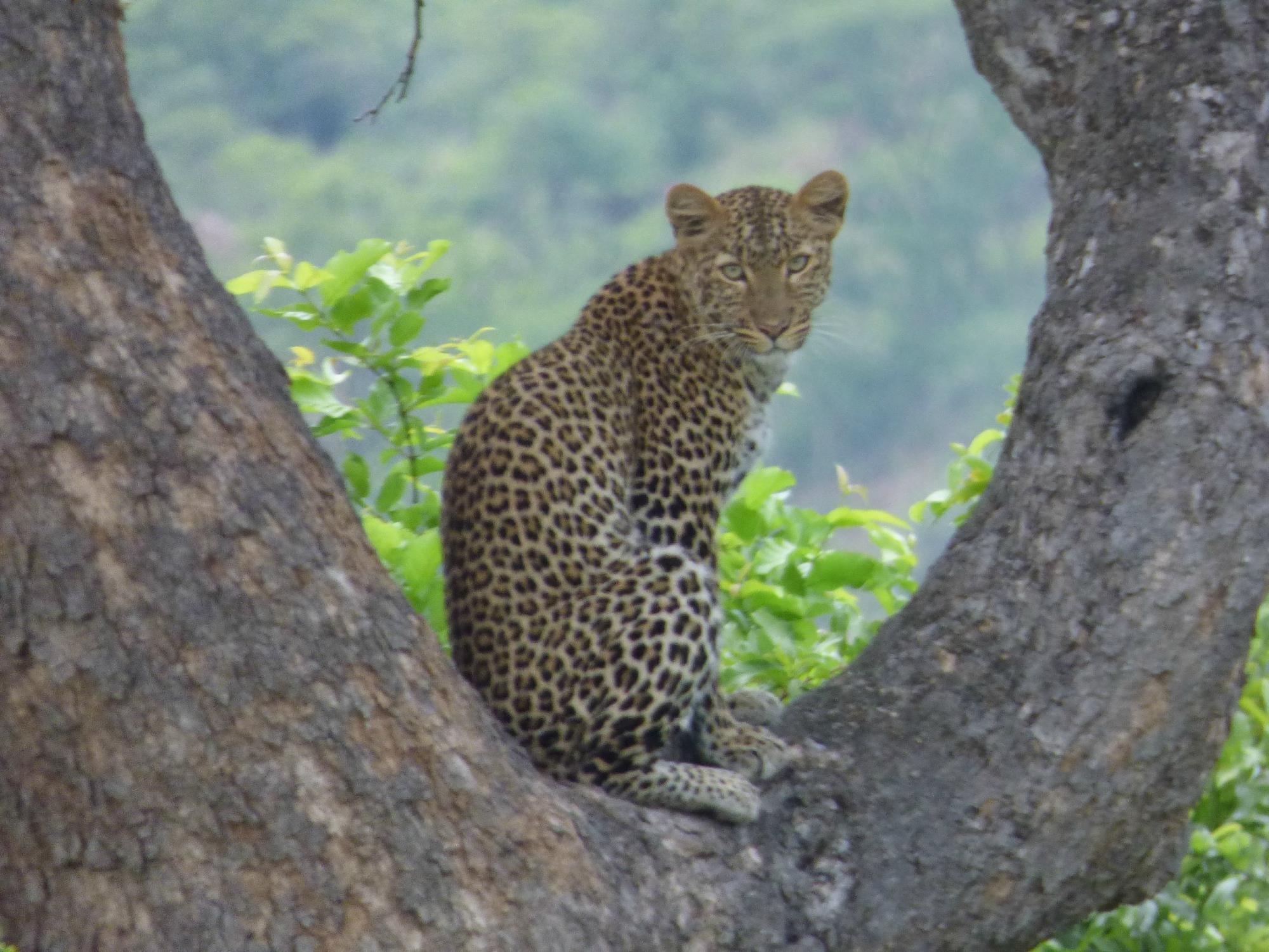 Leopard sitting in the fork of a large tree