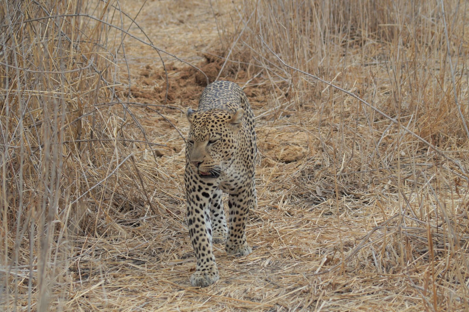 Leopard walking through dry golden grass in Ruaha National Park