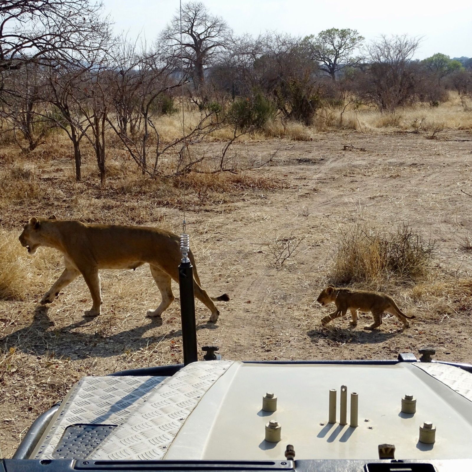 Lioness and cub seen from a safari vehicle