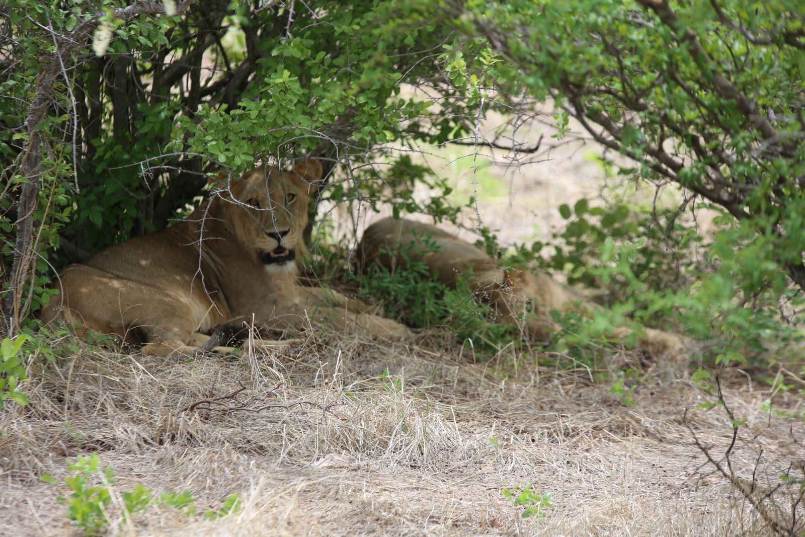 A lioness panting in the shade with the rest of her pride resting behind her