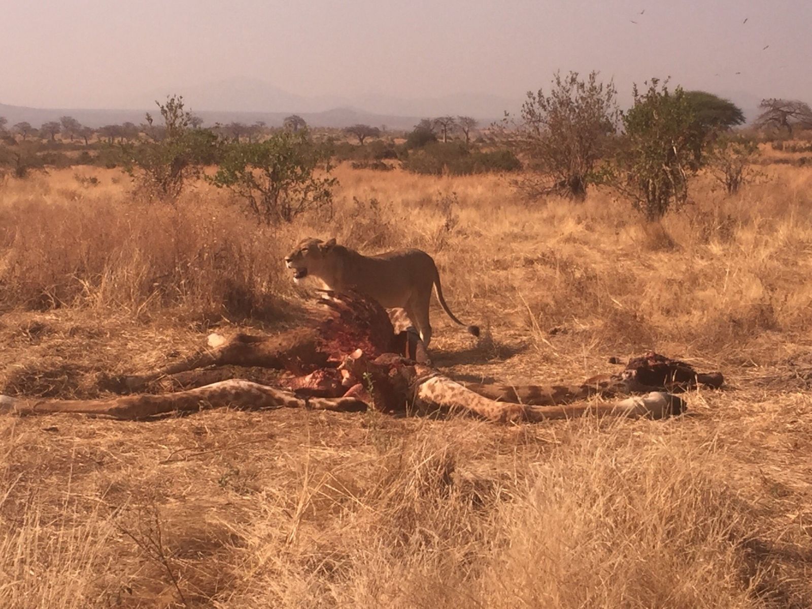 Lioness standing over a giraffe carcass