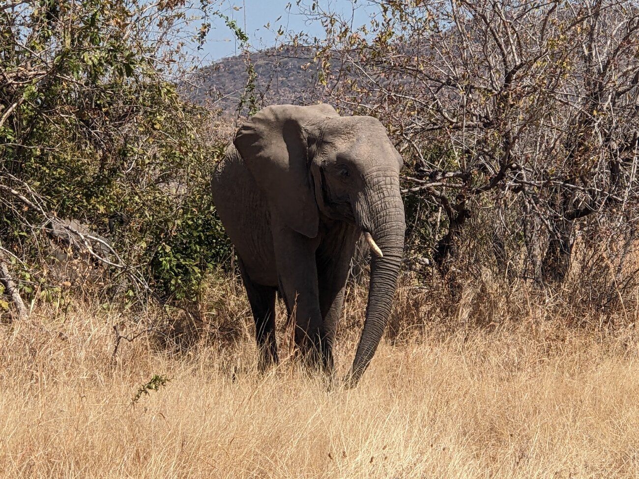 A single elephant walking away through tall dry golden grass with no other animal or vehicle in sight