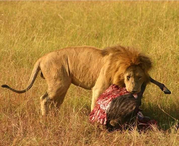 Male lion dragging a buffalo carcass through green grass in Ruaha National Park