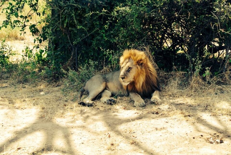 Male lion with a blond mane resting in the shade of a bush, Ruaha National Park