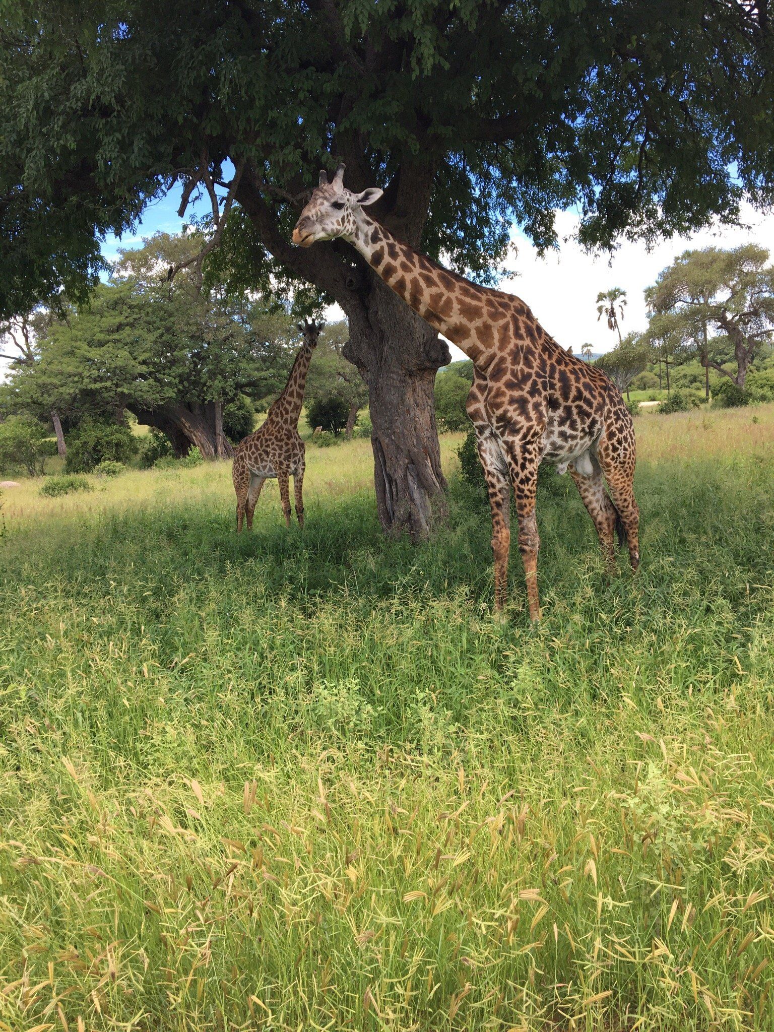 A Masai giraffe and calf standing beside a large tree in Ruaha National Park