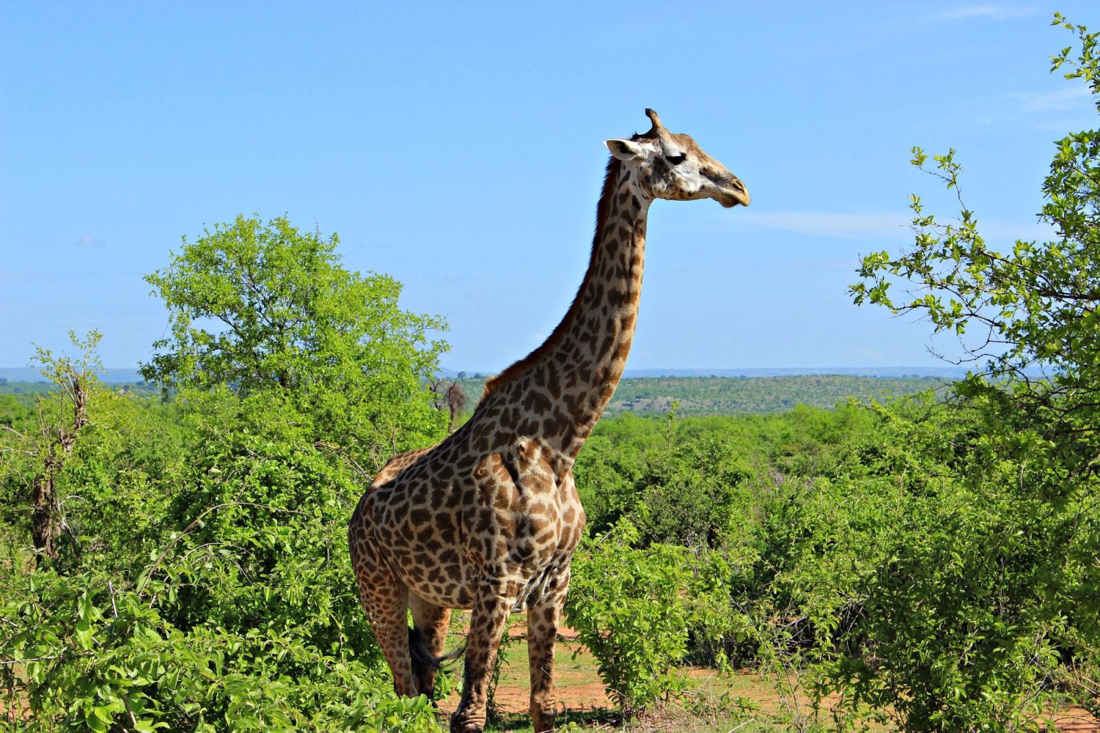 A Masai giraffe standing among tall green bush and broad-leaved trees