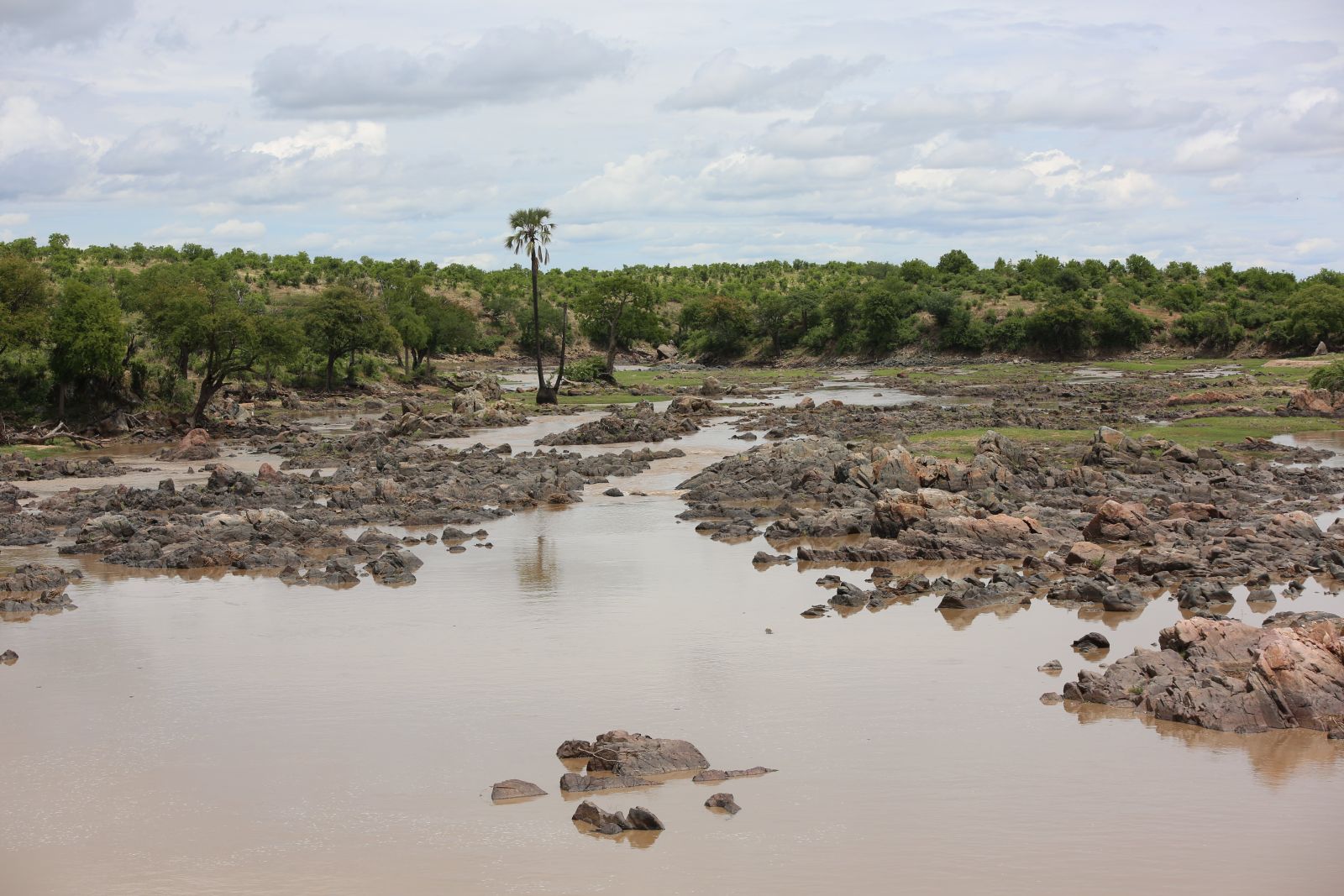 Brown river water running across broad shelves of rock with a single palm on the far bank