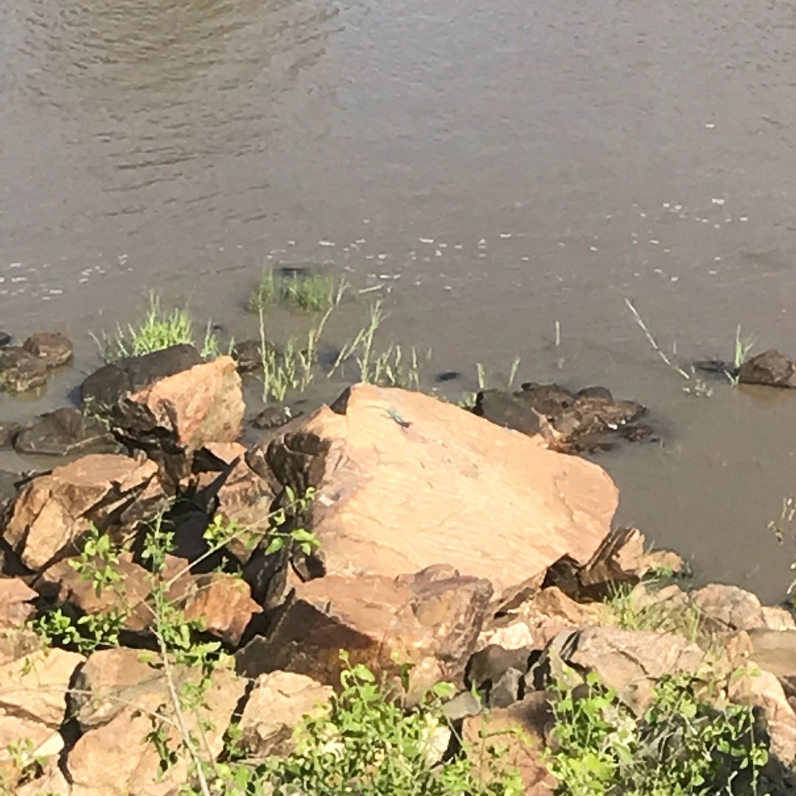 Large orange-brown boulders exposed along the edge of a slow brown river channel