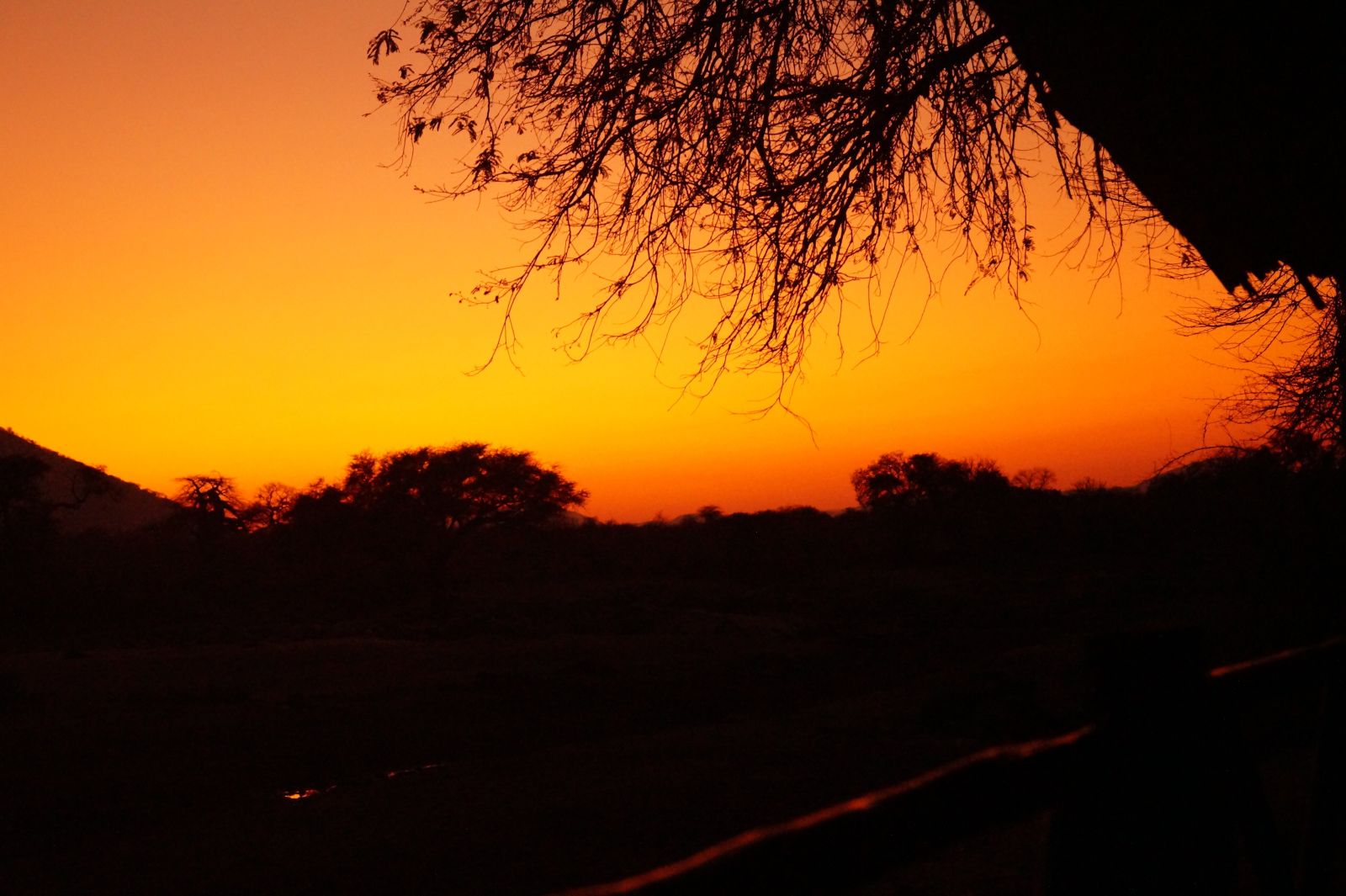 The bare branches of a baobab tree drawn black against a deep orange sunset sky