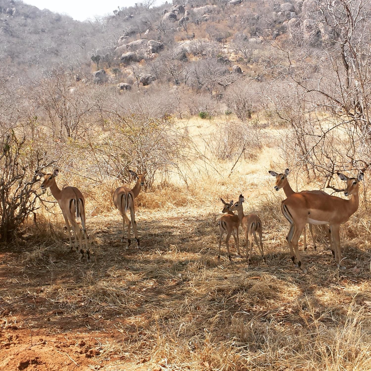 Six impala with lambs standing alert in dry bush in Ruaha