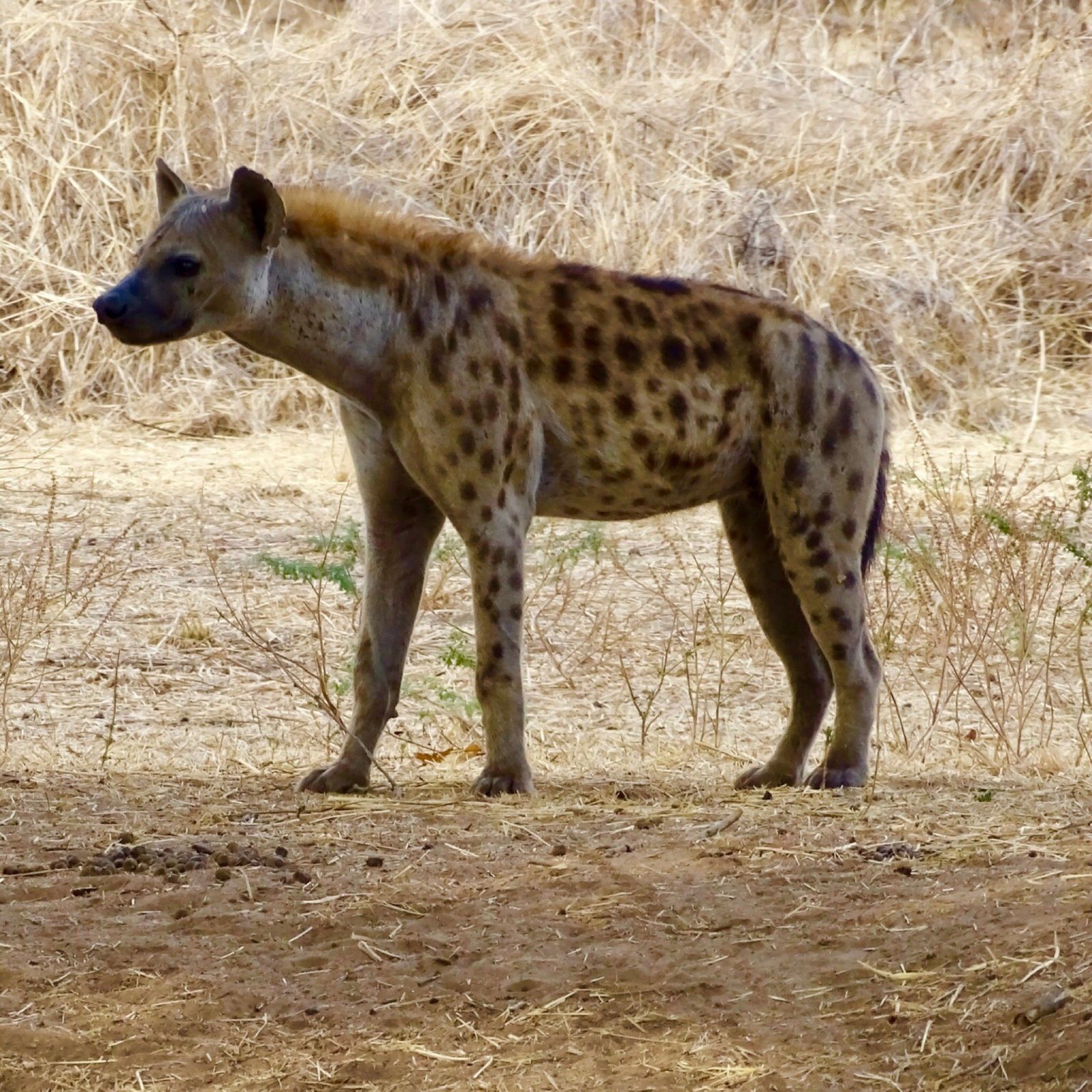 A spotted hyena standing alert in pale, sun-bleached grass