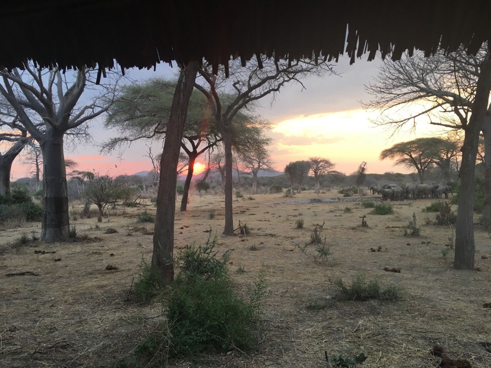 Elephants gathered at a waterhole at sunset, framed between a baobab and a flat-topped acacia