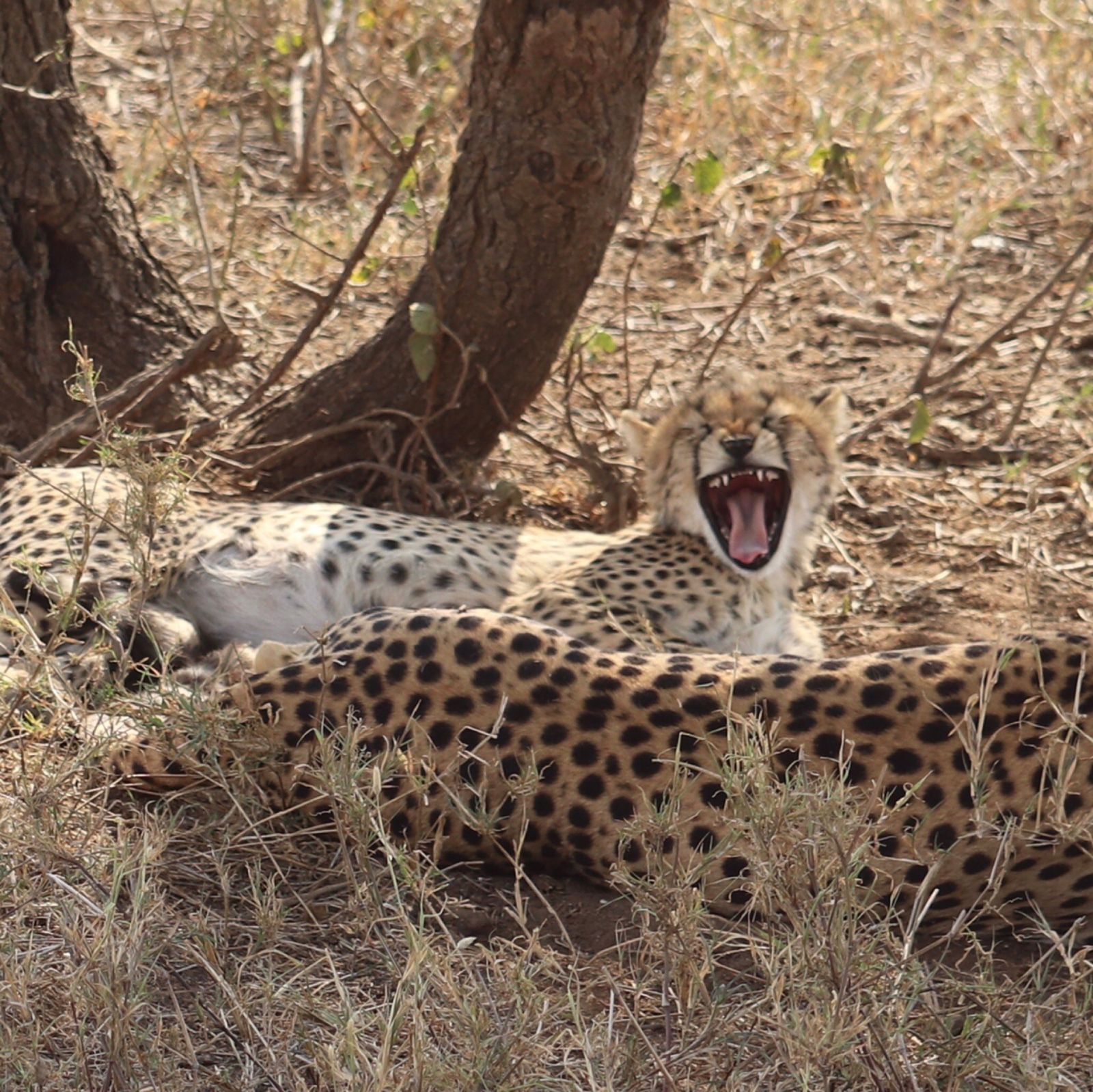 Three cheetahs resting in tree shade, one of them yawning