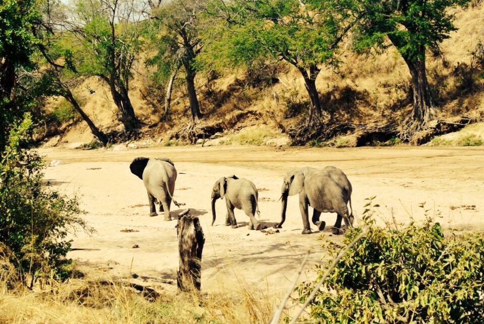 Three elephants walking across a dry sand riverbed in Ruaha National Park