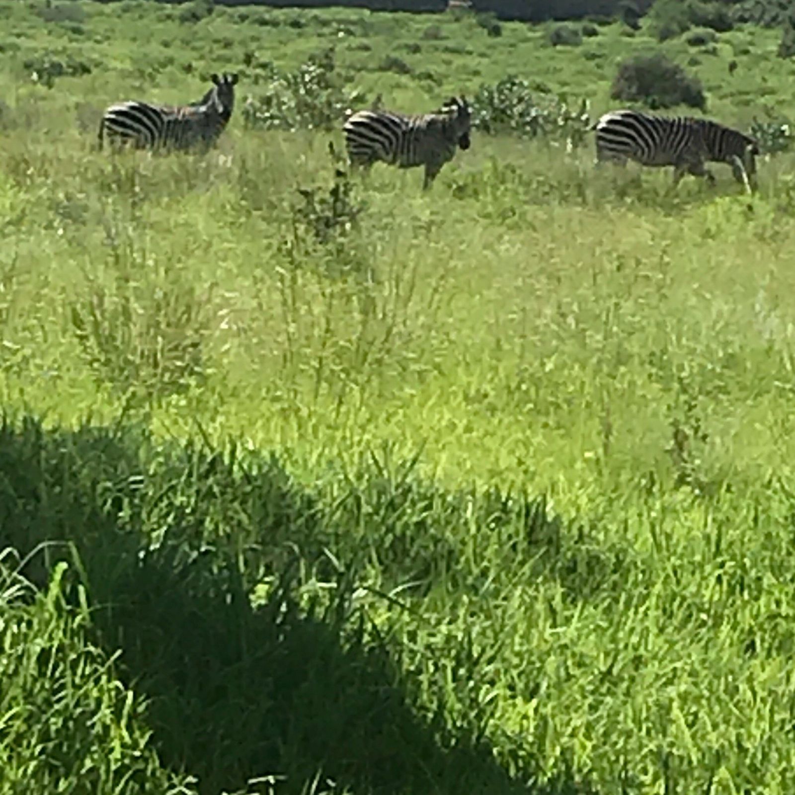 Three plains zebras standing in tall green wet season grass, Ruaha National Park