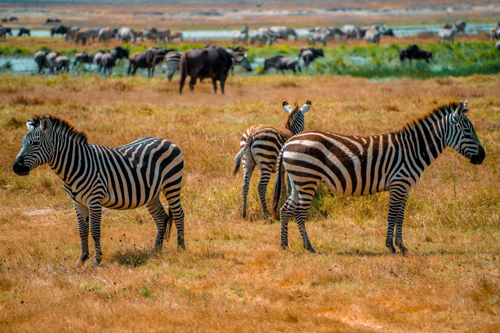 Three zebras and several wildebeest grazing at the edge of a green marsh