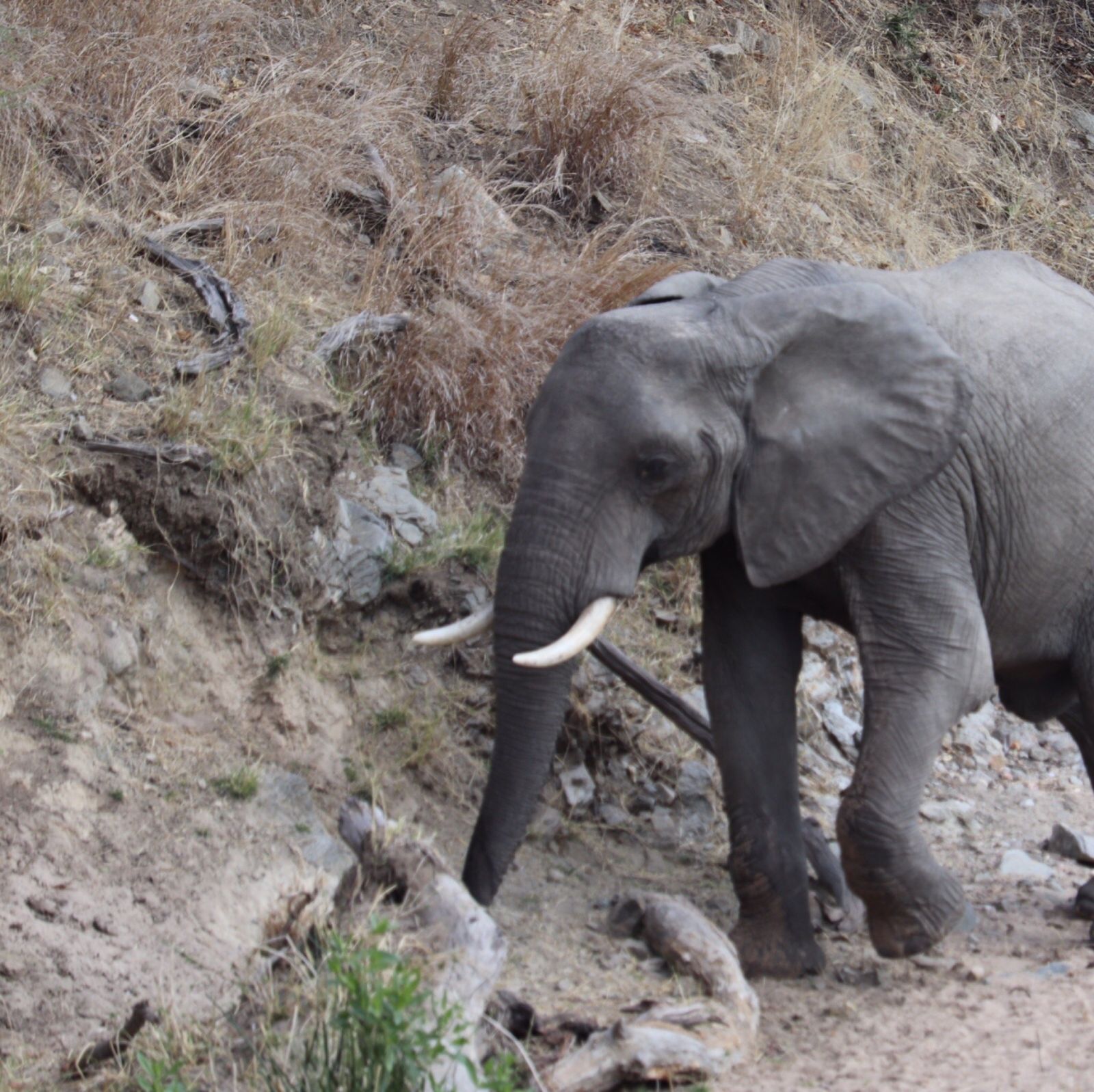 A tusked elephant picking its way down a steep dry riverbank in Ruaha